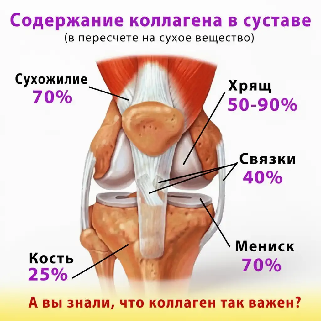Коллаген рис. 2